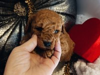 Dişi Ve Erkek Toy Poodle