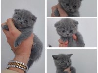 Muhteşem Kalite British Shorthair Kediler