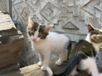 Her Renk Yavru Kediler