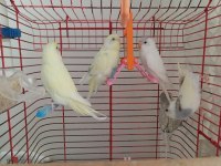 Eğitilmiş Muhabbet Kuşlar