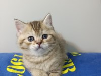 British Shorthair Yavrularımıza Yeni Yuvalarını Arıyoruz