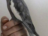 Sultan papağanı sağlıklı