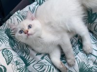 3 Aylık Golden Point British Shorthair Yavruları