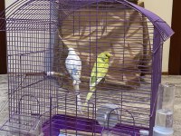 Çift Dişi Ve Erkek Muhabbet Kuşumuz