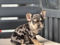 Egzotik french bulldog yavruları