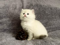 Teslime Hazır British Longhair Silver Yavrumuz