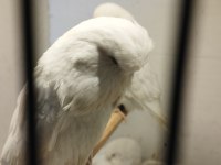 Yerli-Jumbo Kırığı-Show Jumbo Muhabbet Kuşlar