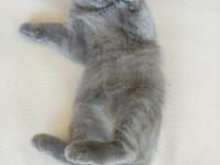 British Shorthair Kedisi