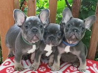 French Bulldog Köpekler