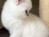 British Shorthair Yavrularımız