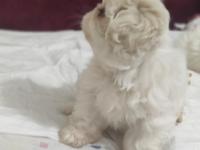 2 Aylık Pekingese Yavrular