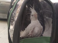 Uygun Fiyat Albino Kırmızı Göz Sultan Papağanı