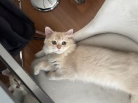 British Longhair Ay11 Erkek Yavrumuza Yuva Arıyoruz