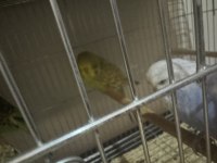 Yavru Jumbo Muhabbet Kuşları