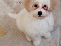 Köpeğimiz İçin Acil İlan