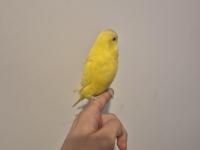 Full Evcil Mükemmel Muhabbet Kuşu