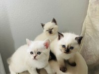 Chocallette Point British Shorthair