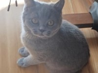 Oyuncu Erkek Scottish Yavrumuz Ücretsiz Sahiplendirilecektir