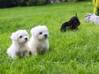 T-Cup Maltese Terrier Yavrularımız