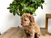 Aileden Red Toy Poodle Dişi Çok Uyguna Aşılı