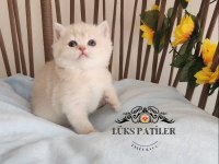 Altın Parlaklığında Golden British Shorthair