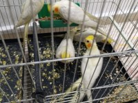 Yavru Sultan Papağanlarımız