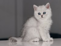 Full Şecereli Babadan Teslime Hazır Dişi British