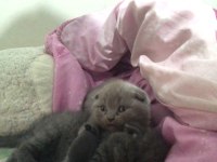 Acil Scottish Fold 2 Kardeş