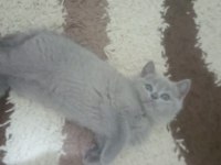 2 Aylık British Shorthair Dişi