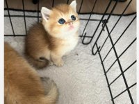 British Shorthair N11 12