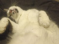 Kedimiz Kısır Ve Sevimli Kedimiz Yeni Yuvasını Arıyor