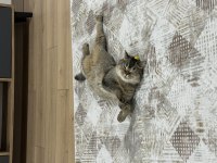 Ücretsiz Sahiplendirme Kedimiz