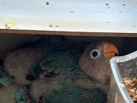 El Besleme Yavru Cennet Papağanımız