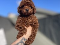 Red Brown Toy Poodle