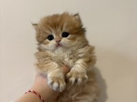 Safkan British Golden Longhair Shorthair Ny12 Yavrular