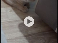 1 Buçuk Yaşında Şecereli Dişi British Shorthair