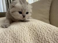 British silver baba ve british anneden saf ırk bebek