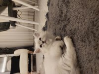 2 Adet British Longhair