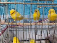 2025 nisan doğumlu lanksair erkek kanarya