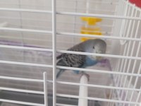 Genç Muhabbet Kuşumuz Erkek Yavru İle Takas Olabilir