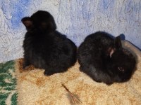 Netherland Dwarf Hollanda Cüce Tavşan