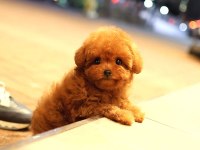 Toy poodle yavrumuz 0 teacup