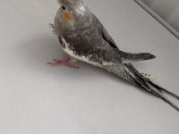 Erkek Yavru Sultan Papağanı 3 Aylık Ele Alışık Evcil Papağanımız