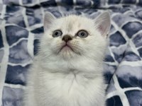 Güzel Kedi Yavrularımız Yeni Yuvasını Arıyor