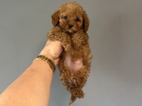 A kalite toy poodle aşılı bebeklerimiz