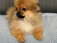 Pomeranian bebeklerimiz yuvasını arıyor