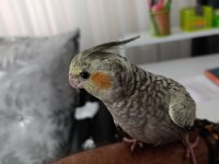 Ele alışkın ısırma bilmezler evcil çok güzel çift sultan papağanı