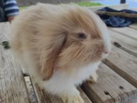 Hollanda teddy lop tavşan umay