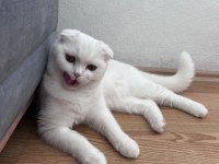 Pamuk Scottish Fold Kedim