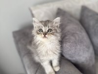 British Longhair Erkek Silver